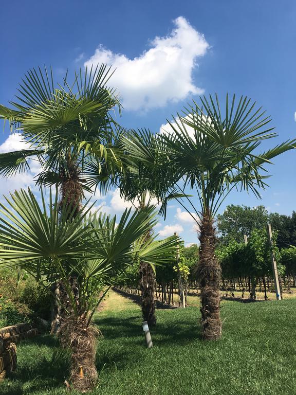 Residenza Eden Konuk evi Colà Dış mekan fotoğraf